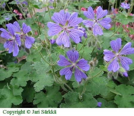 Jalokurjenpolvi - tr&auml;dg&aring;rdsn&auml;va - Geranium 'Philippe Vapelle'
